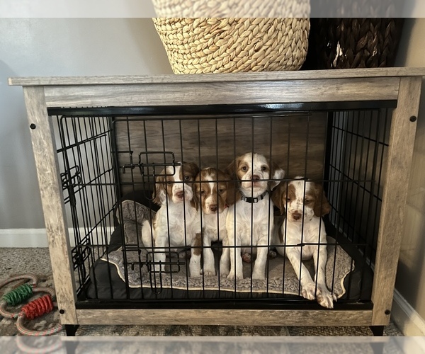 Medium Photo #1 Brittany Puppy For Sale in FRANKFORT, KY, USA