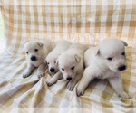 Image preview for Ad Listing. Nickname: Litter of 4