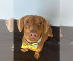 Small #1 Dachshund Mix