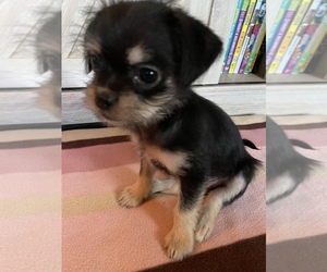 ShiChi Puppy for sale in BOISE, ID, USA
