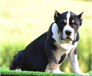 American Bully Puppy for sale in CLEVELAND, GA, USA