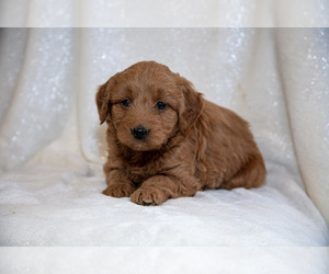 Medium Goldendoodle (Miniature)