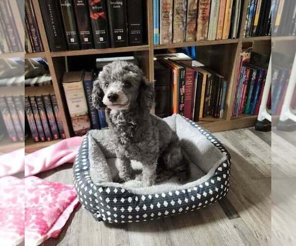 Medium Photo #1 Poodle (Toy) Puppy For Sale in HEPPNER, OR, USA