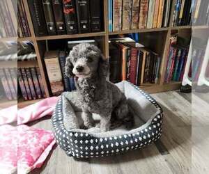 Mother of the Poodle (Toy) puppies born on 06/17/2026