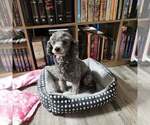 Small Photo #1 Poodle (Toy) Puppy For Sale in HEPPNER, OR, USA
