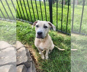Mutt Dogs for adoption in Fenton, MO, USA