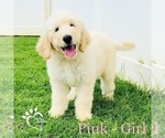 Small Photo #1 Double Doodle Puppy For Sale in KAILUA, HI, USA