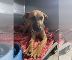 German Shepherd Dog-Unknown Mix Dogs for adoption in Foristell, MO, USA