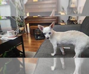 Chihuahua Dogs for adoption in San Antonio, TX, USA
