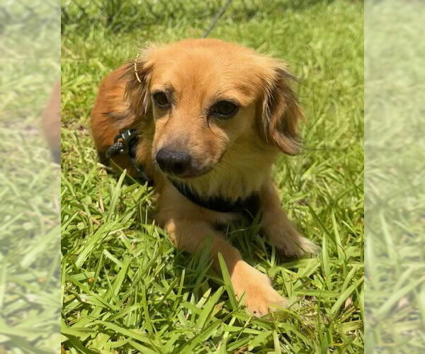 Medium Photo #7 Chihuahua Puppy For Sale in Tarrytown, GA, USA