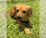 Small #6 Chihuahua
