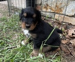 Small Photo #6 Great Bernese Puppy For Sale in IOLA, WI, USA