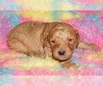 Small #2 Labradoodle