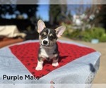 Puppy Purple Male Pembroke Welsh Corgi