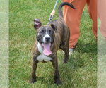 Small #6 Boxer-Bull Terrier Mix