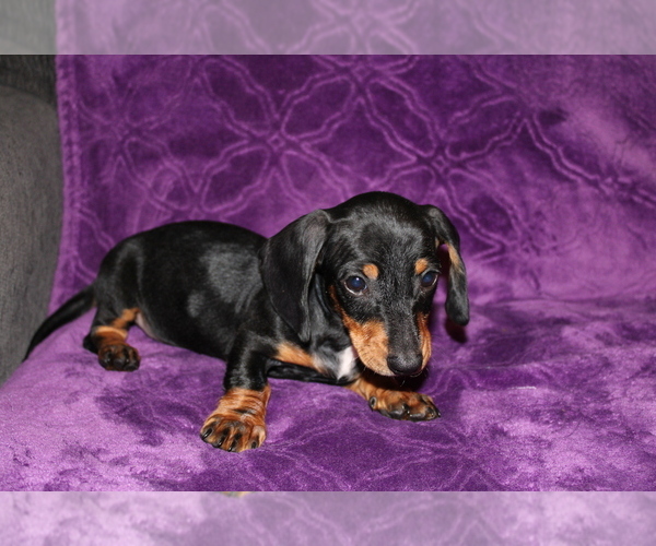 Medium Photo #11 Dachshund Puppy For Sale in BLOOMINGTON, IN, USA