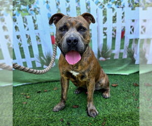 Mutt Dogs for adoption in Long Beach, CA, USA