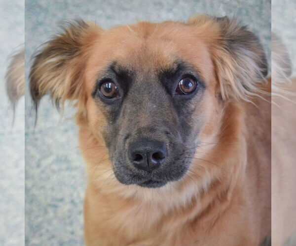 Medium Photo #6 Boxer-Colonial Cocker Spaniel Mix Puppy For Sale in Huntley, IL, USA