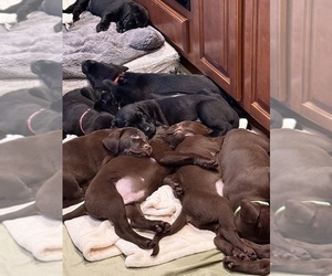 Labrador Retriever Litter for sale in DELTON, MI, USA