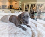 Small #2 American Pit Bull Terrier Mix