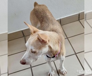 Labrador Retriever-Unknown Mix Dogs for adoption in Washington, DC, USA