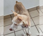 Small #2 Labrador Retriever Mix