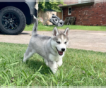 Small Photo #17 Siberian Husky Puppy For Sale in BRKN ARW, OK, USA
