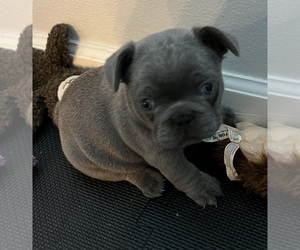 Medium French Bulldog
