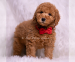 Small Photo #92 Goldendoodle (Miniature) Puppy For Sale in WARSAW, IN, USA