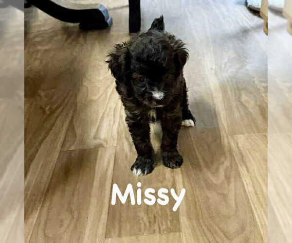 Medium Photo #1 Mutt Puppy For Sale in Spring Lake, NC, USA