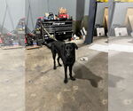 Small #1 Mutt