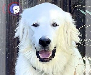 Great Pyrenees Dogs for adoption in Spring, TX, USA