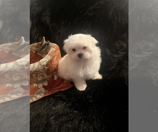 Medium Photo #1 Maltese Puppy For Sale in CROSSVILLE, TN, USA