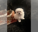 Small Photo #1 Maltese Puppy For Sale in CROSSVILLE, TN, USA