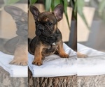 Small #6 French Bulldog