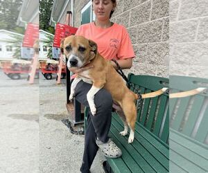Mutt Dogs for adoption in Silver Spring, MD, USA