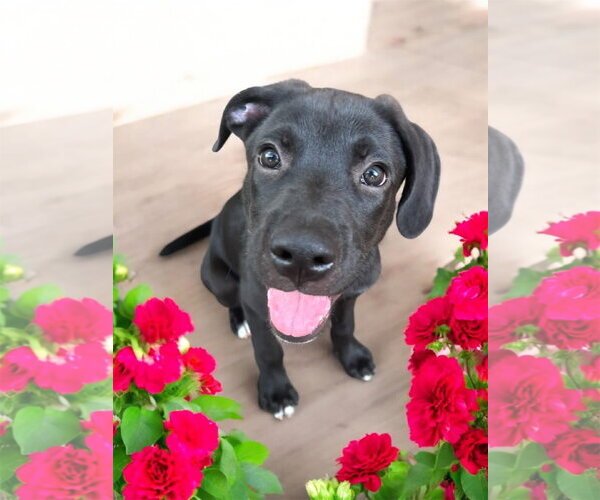 Medium Photo #1 Mutt Puppy For Sale in Orlando, FL, USA