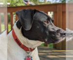 Small Photo #1 Bulldog-Labrador Retriever Mix Puppy For Sale in Yardley, PA, USA