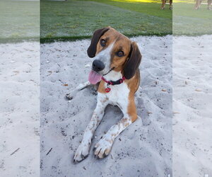 Finn IV - Male Beagle-Unknown Mix Dog for Adoption - Photo #3