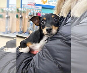 Chihuahua Dogs for adoption in Jackson Township, NJ, USA