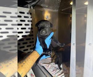 German Shepherd Dog-Unknown Mix Dogs for adoption in San Antonio, TX, USA