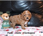 Small #1 Cockapoo (Miniature)