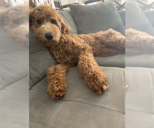Goldendoodle Puppy for sale in NORTHDALE, FL, USA
