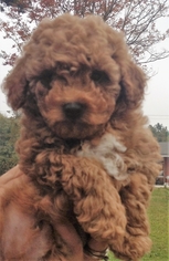 Poodle (Toy) Puppy for sale in Gray Court, SC, USA