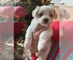 Small #2 Maltipoo (Miniature)