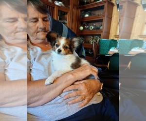 Papillon Puppy for sale in PUEBLO WEST, CO, USA