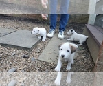 Small Photo #4 Jack Russell Terrier Puppy For Sale in PURCELLVILLE, VA, USA