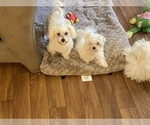 Small Photo #7 Maltese Puppy For Sale in WINSTON SALEM, NC, USA