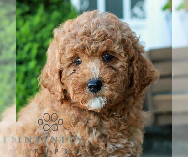 Medium Photo #3 Goldendoodle (Miniature) Puppy For Sale in LITITZ, PA, USA