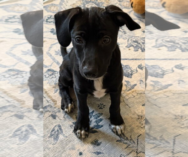 Medium Photo #3 Chihuahua-Unknown Mix Puppy For Sale in Wheaton, IL, USA